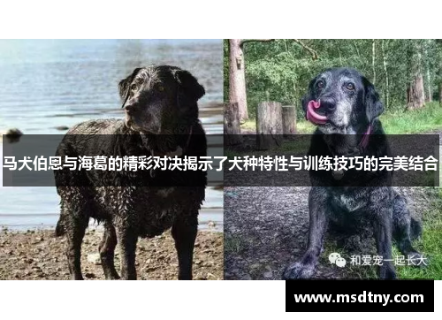 马犬伯恩与海葛的精彩对决揭示了犬种特性与训练技巧的完美结合